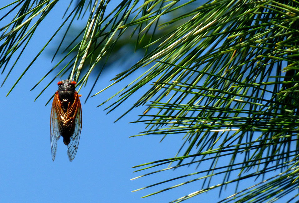 cicada - Jackson Hole river trips