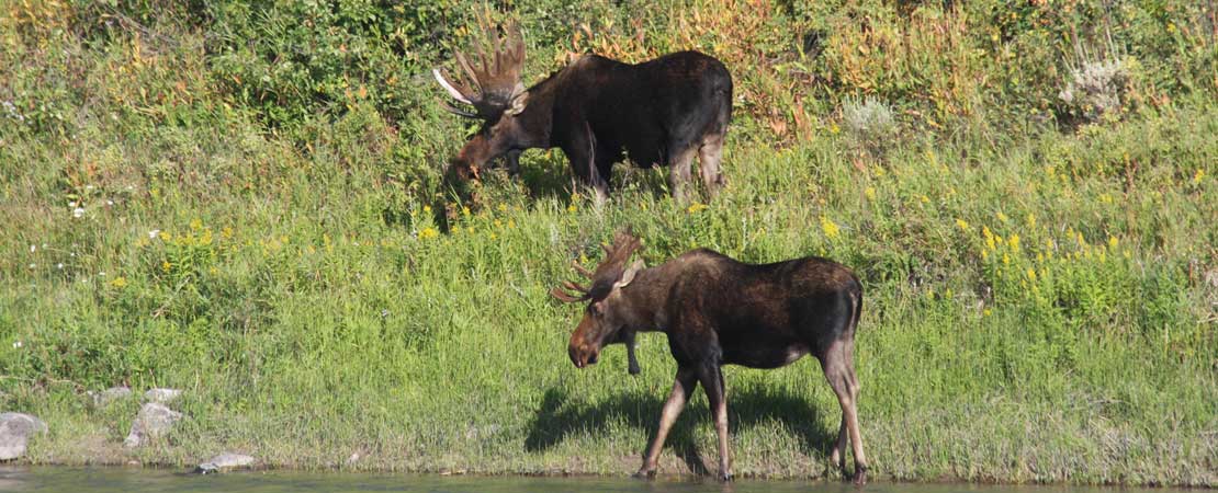 Wildlife photo taken on a Barker Ewing Grand Teton Scenic Float Trip: Two bull moose grazing along the Snake River