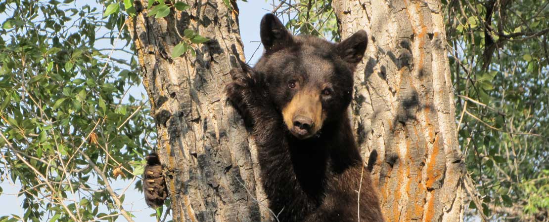 Black bear climbing tree - Wildlife in Jackson Hole & Grand Teton National Park