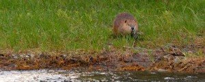 Beaver on Snake River bank - Barker Ewing