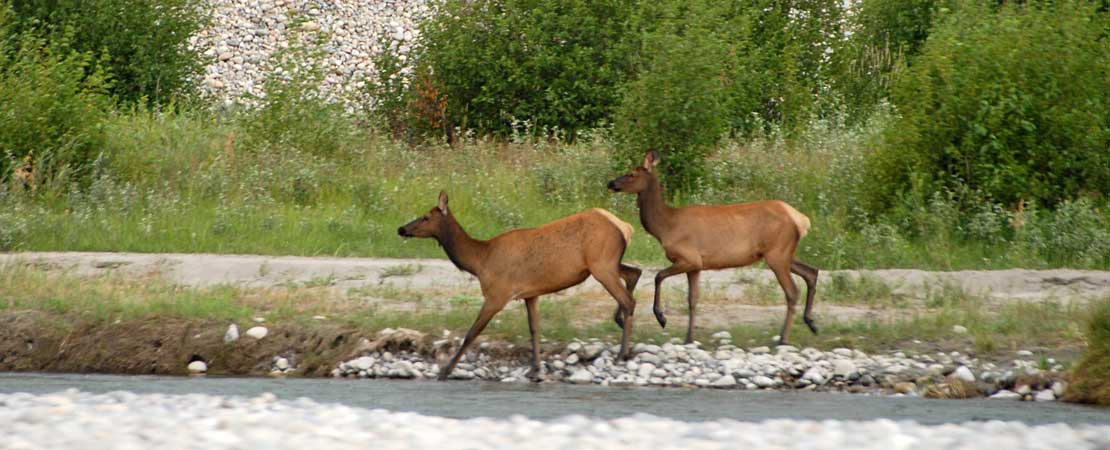 Two cow elk crossing the Snake River - photo taken on a Barker Ewing Grand Teton Scenic Float Trip, photo courtesy of Mike Swinehart