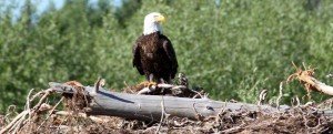 Bald eagle sitting on downed tree - Wildlife in Jackson Hole & Grand Teton Ntl Park