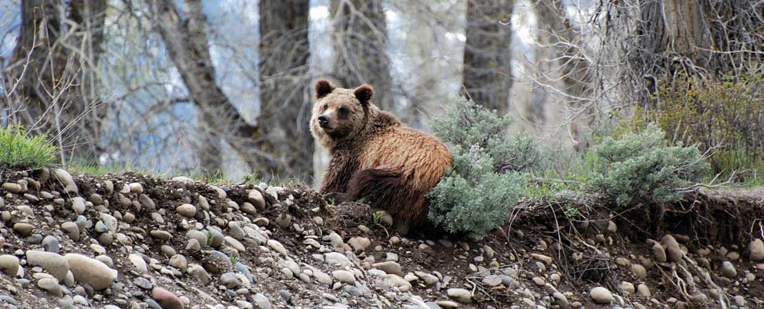 Grizzly bear on Snake River bank - photo taken on a Barker Ewing Grand Teton Scenic Float Trip, photo courtesy of Brett & Jude Haywood
