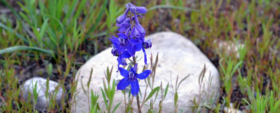 Blue larkspur flower - photo taken on a Barker Ewing Grand Teton Scenic Float Trip