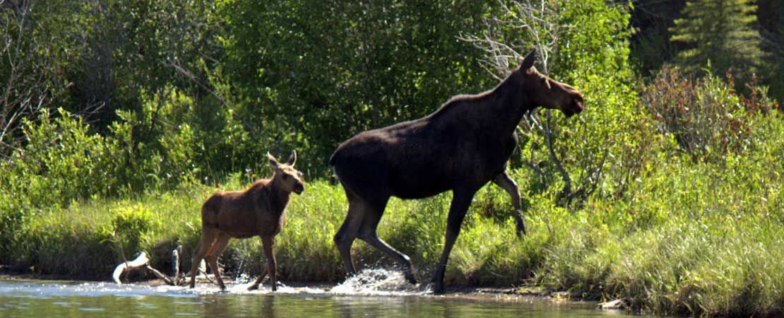 Cow and calf moose crossing the Snake River - Wildlife in Jackson Hole & Grand Teton Ntl Park