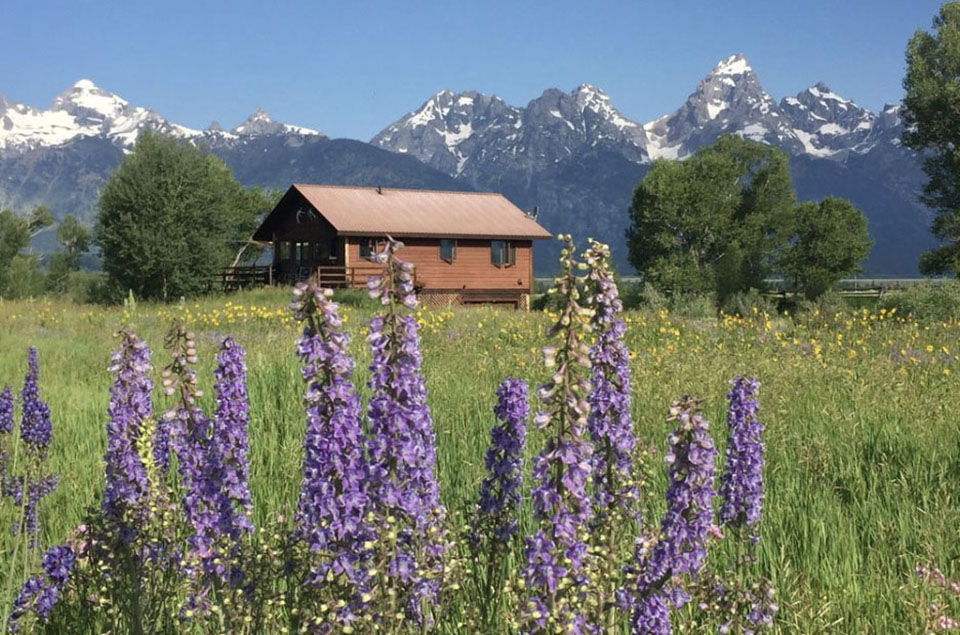 Grand Tetons and wild lupine flowers - McReynolds Cabins