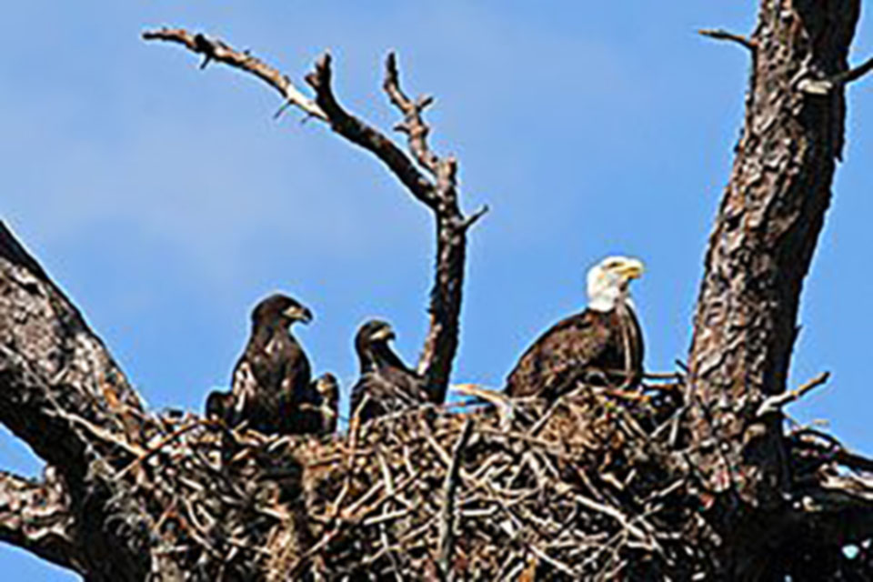 Fledgling eagles and adult eagle - Jackson Hole Wildlife