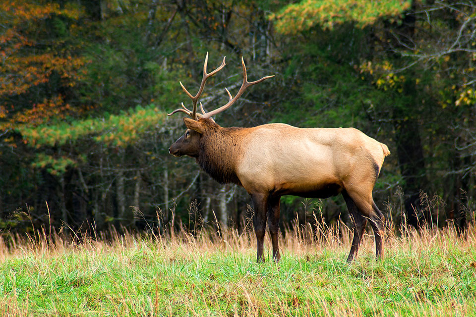 Bull Elk stands in a field - Jackson Hole wildlife