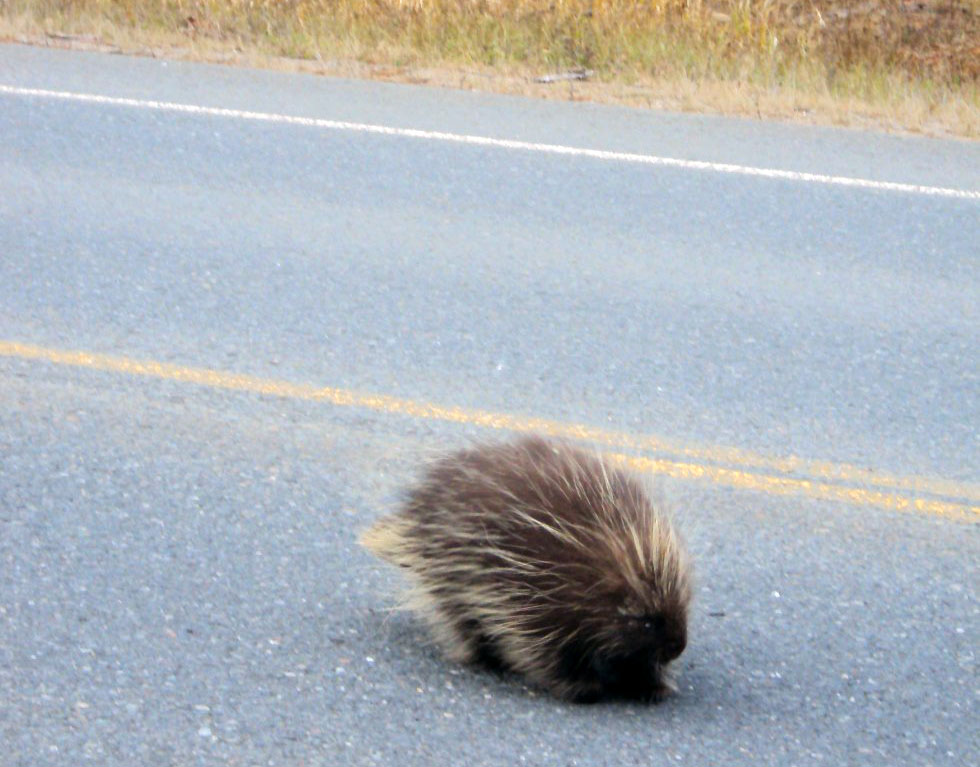 porcupine crossing road - Grand Teton National Park wildlife