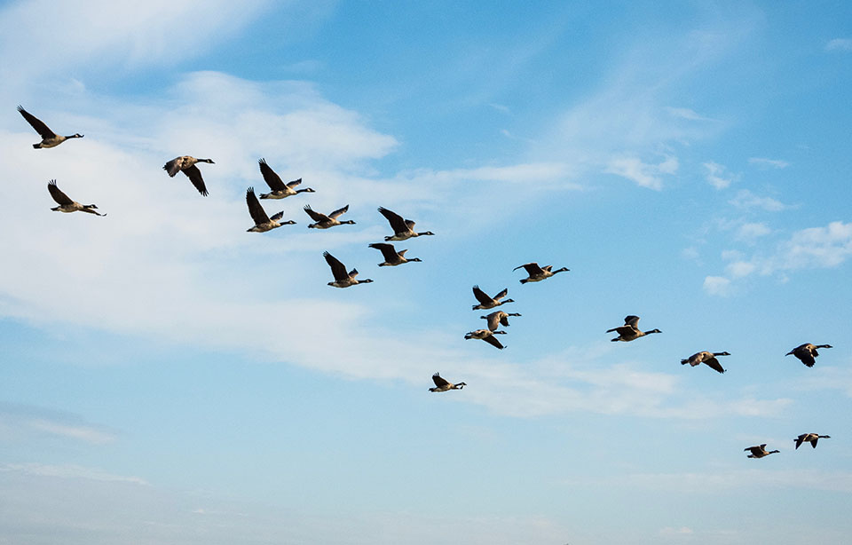 Migrating geese - grand teton float trips