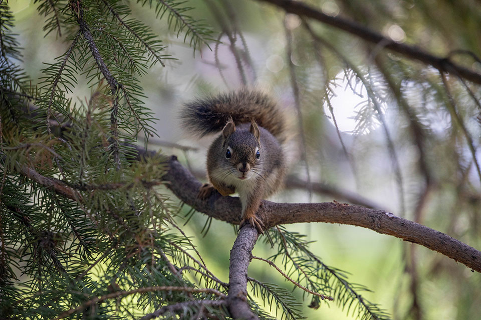 Pine Squirrel - Grand Teton Rafting