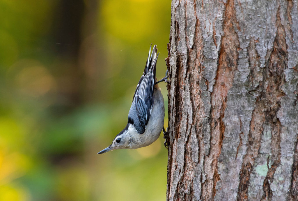 learning from a nuthatch