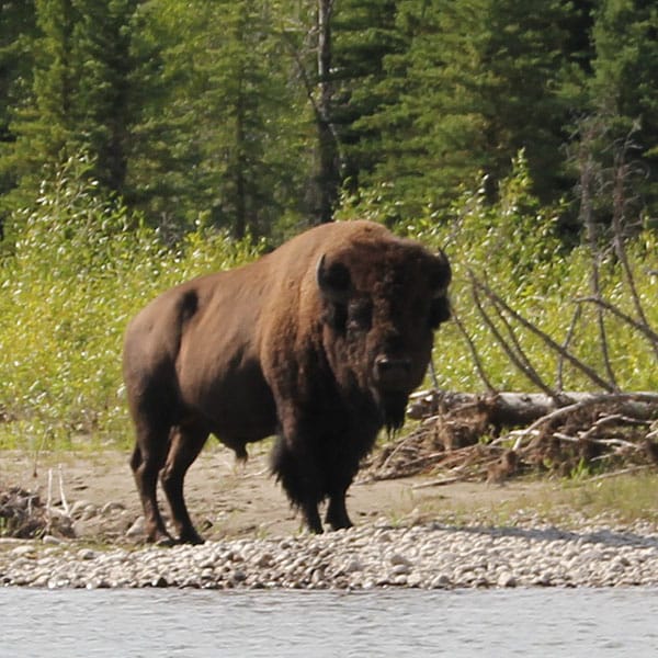 bull bison on a Barker-Ewing Scenic Float Trip