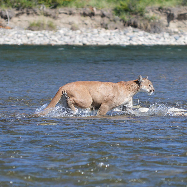 Cougar seen on Barker Ewing Scenic Snake River Float Trip, Photo credit: © Christine Chance