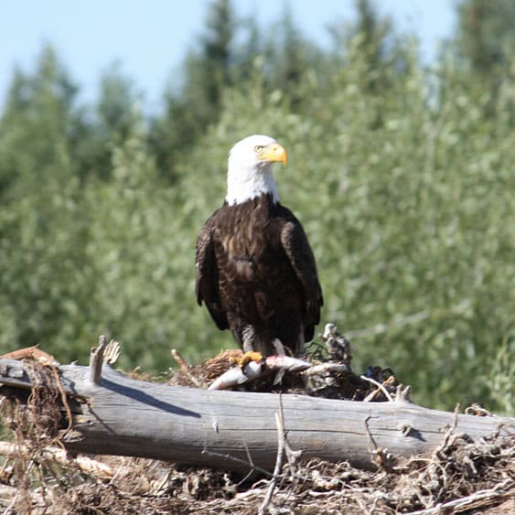 bald eagle on a log in the Snake River, Grand Teton National Park