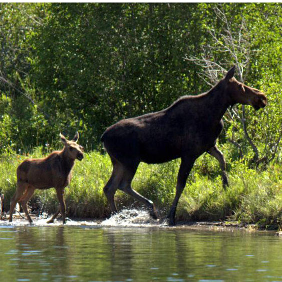 moose cow and calf