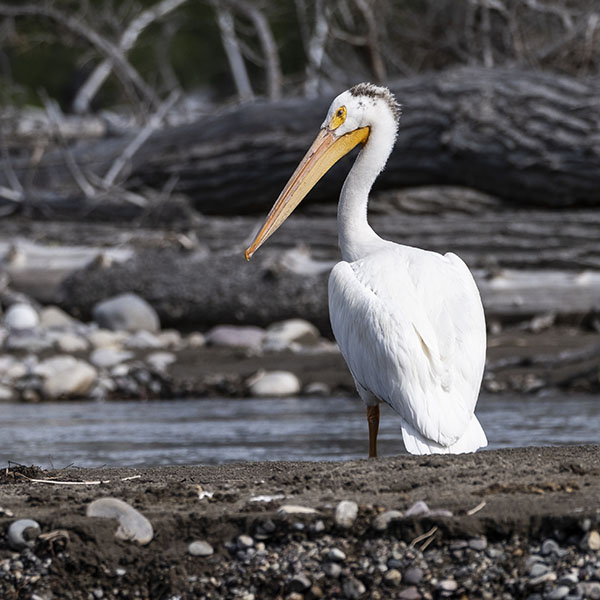 white pelican on a Barker-Ewing Scenic Float Trip