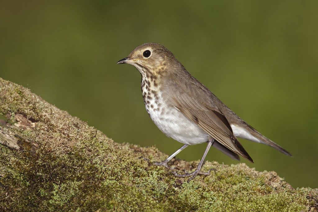 thrush perched on a branch - jackson hole wildlife