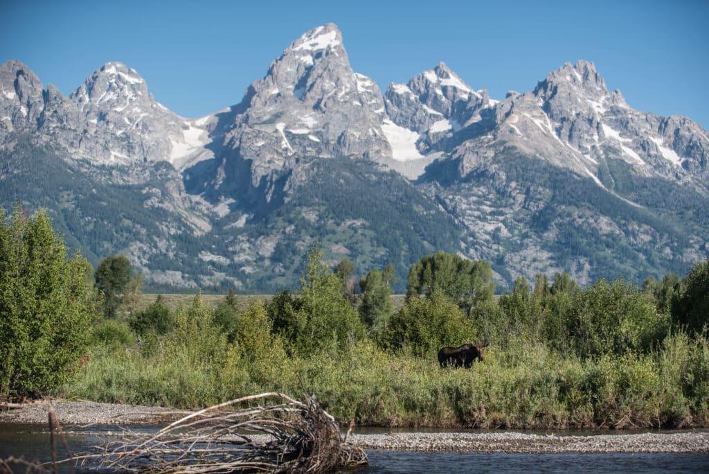 A Moose standing in the willows along the Snake River in Grand Teton National Park