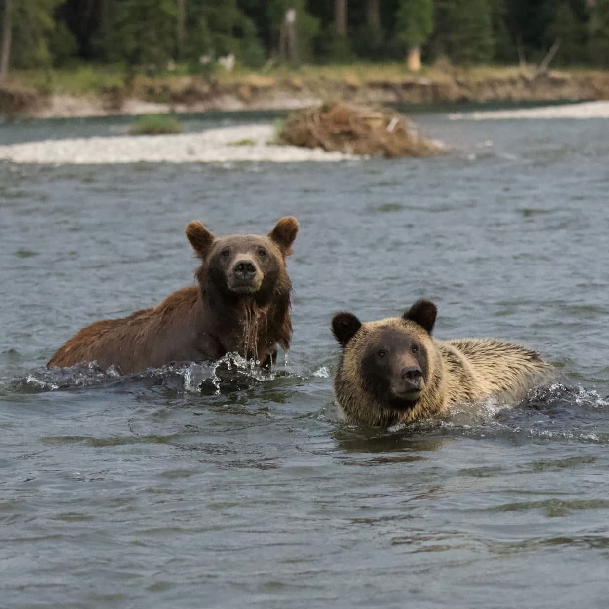 2-griz-BE©curtis-robb 2 grizzly bears swimming in the Snake River seen from a Barker-Ewing scenic float trip